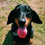 Henry 🌭🐾 - @henryminisausage - Instagram