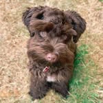 Henry the Mini Schnauzer - @henry.minischnauzer - Instagram