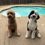 HENRY & MOE  🐾 - @henryandmoe - Instagram