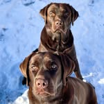 Henry.Peter.Moe.Stanley 3 Labs & 1 Cat - @henry.peter.moe.stanley - Instagram