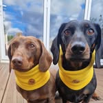 Henry Monty Standard Dachshund - @henry_monty18 - Instagram