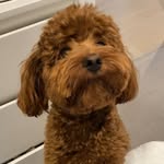 Henry - @_henrymoose - Instagram