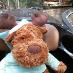Henry the Moose - @henry.the.moose - Instagram
