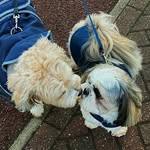 𝙼𝚊𝚐𝚐𝚒𝚎 𝚊𝚗𝚍 𝙷𝚎𝚗𝚛𝚢 - @maggie.moos_henry.smuff - Instagram