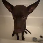 MOOSE - @henry_moose_brian - Instagram