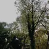 HenryMoreheada - @henrymoreheada - TikTok