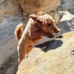 Henry the Good Boy - @henry.mountaindog - Instagram