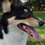 Henry McQuillen Murdock - @henry_the_tricolor_corgi - Instagram