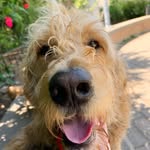 Henry Nash - @sir.henry.nash - Instagram