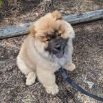 Henry Norris - @sirhenry_chow - Instagram