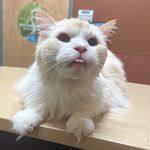 Henry Golightly Furbish Noyes - @henry_golightly - Instagram