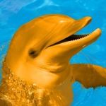 Henry Orange Dolphin - @henry_the_orange_dolphin - Instagram