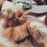 Henry the Orange Cat - @henry_theorangecat - Instagram
