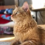 Henry, the orange cat - @henryorangeecat - Instagram