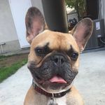 Henry Benjamin James Pang - @henrypangthefrenchie - Instagram