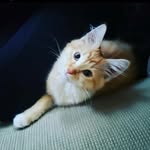 @henrypaperazzi - Instagram