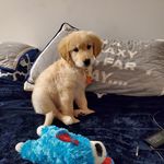 Henry Huckleberry Partridge - @henryhuckthepup - Instagram