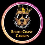 John Wick (Henry Partridge) - @south_coast_canines - Instagram