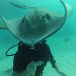Henry Pennington - @hwp_nz - Instagram