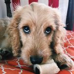 Henderson “Henry” Petty - @henrythebabygoldencockerpoo_ - Instagram
