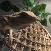 Henry - @henry.the.beardie - TikTok