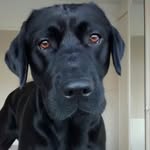 Henry Pitt - @henry.pitt.121 - Instagram