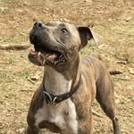 Henry Pitz - @henrypitz - Instagram