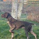 henry - @henry.thepointer - Instagram