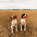 Henry & Percy - @henryandpercy_theenglpointers - Instagram