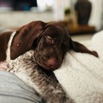 Henry🐾 - @henry.the.pointer - Instagram