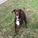Henry - @henry_the_pointer_ - Instagram
