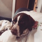 Henry - @henrytheenglishpointer - Instagram