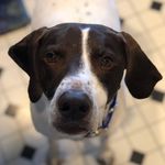 Henry Singh - @henry_the_pointer - Instagram