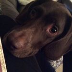Henry The German Pointer - @pointerlife - Instagram