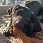 Henry The German Short Haired Pointer🐾 - @ohhh.henryyy - Instagram