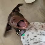 Henry The German Shorthaired Pointer - @henrythegsp__ - Instagram