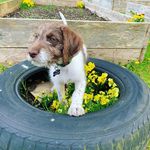 Henry The Pointer Doodle - @henrythepointerdoodle - Instagram