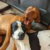 Henry (viszla) Ted (pointer) - @piprich3 - TikTok