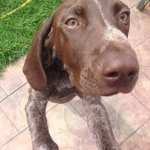 @henrythepointer - Instagram