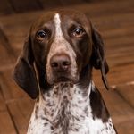 Katterbach susanne - @henry_the.pointer - Instagram