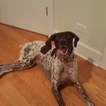 Pointer Henry - @pointer_henry - Instagram