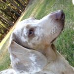Henry Pritchard - @henryboobear - Instagram