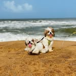Sir Henry & Queen Zara - @royaltails_ - Instagram