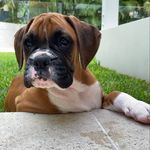 Henry Ramsay - @henrytheboxer321 - Instagram