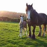 Henry Ransome - @henryransome - Instagram