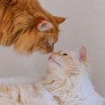 Henry & Raymond - @henrykingcat - Instagram