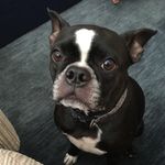 Norman Henry Riggs - @stormin_norman_boston_terrier - Instagram