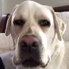 Henry Robertson - @henryrob.1234 - TikTok