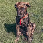 Henry Rocco Frederick - @henry_therescuepup - Instagram