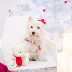 Henry - @henry.roche1265 - Instagram